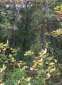 Coastal Dune Forest